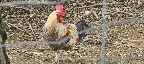 8غرفة منزل في Bad Gleichenberg, Austria رقم 197736 27