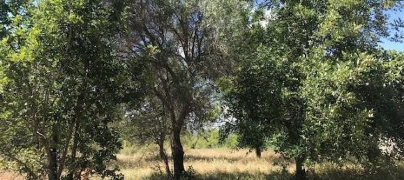 Villa de 4 dormitorios en Silves, Portugal No. 118331 39