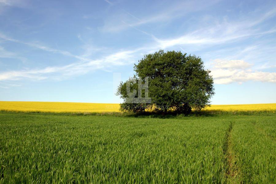 8 bedrooms House in Madrid, Spain No. 101703