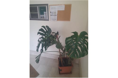 4 bedrooms Apartment in San Cataldo, Italy No. 280126