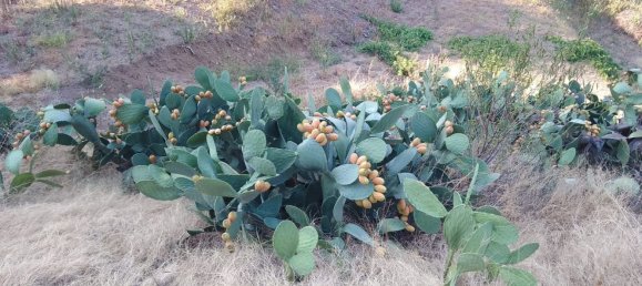 10000m² Land in Reggio Calabria, Italy No. 254292 4