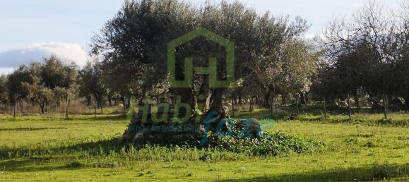 3 Schlafzimmer Haus in Evora, Portugal, Nr. 78503 22