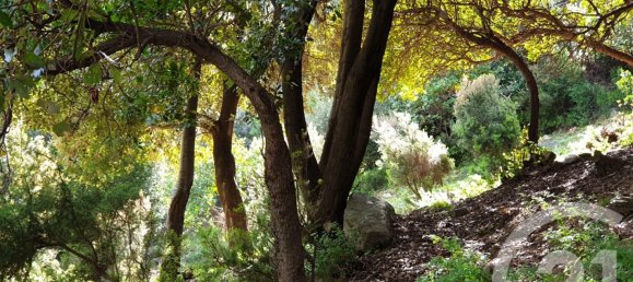  قطعة أرض في Poggio-d'Oletta, France رقم 78063 6