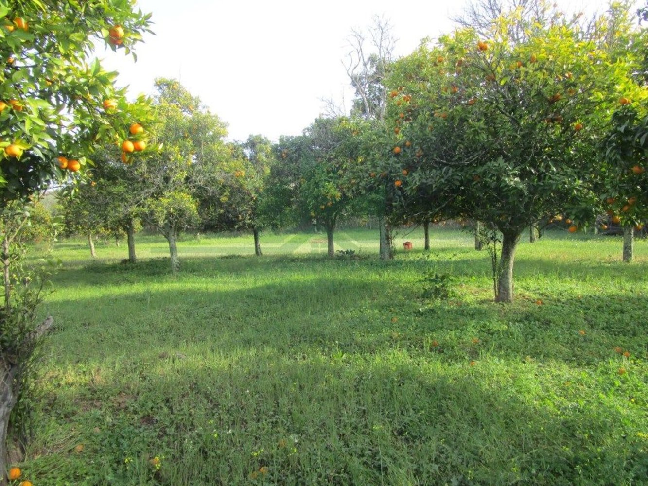  قطعة أرض في Azinhal, Portugal رقم 249737