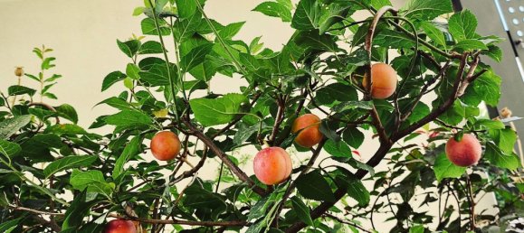 4 Schlafzimmer Haus in Padua, Italy, Nr. 356938 5