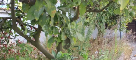 5 bedrooms House in Cascais, Portugal No. 139063 5