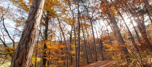 3-Zimmer Wohnung in Mödling, Austria, Nr. 161384 36