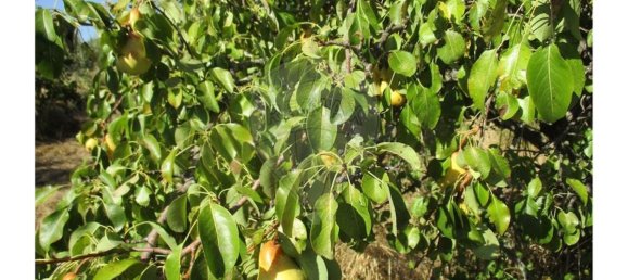 9 bedrooms House in Idanha a Nova, Portugal No. 188680 27