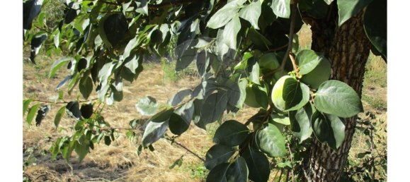 9 bedrooms House in Idanha a Nova, Portugal No. 188680 15