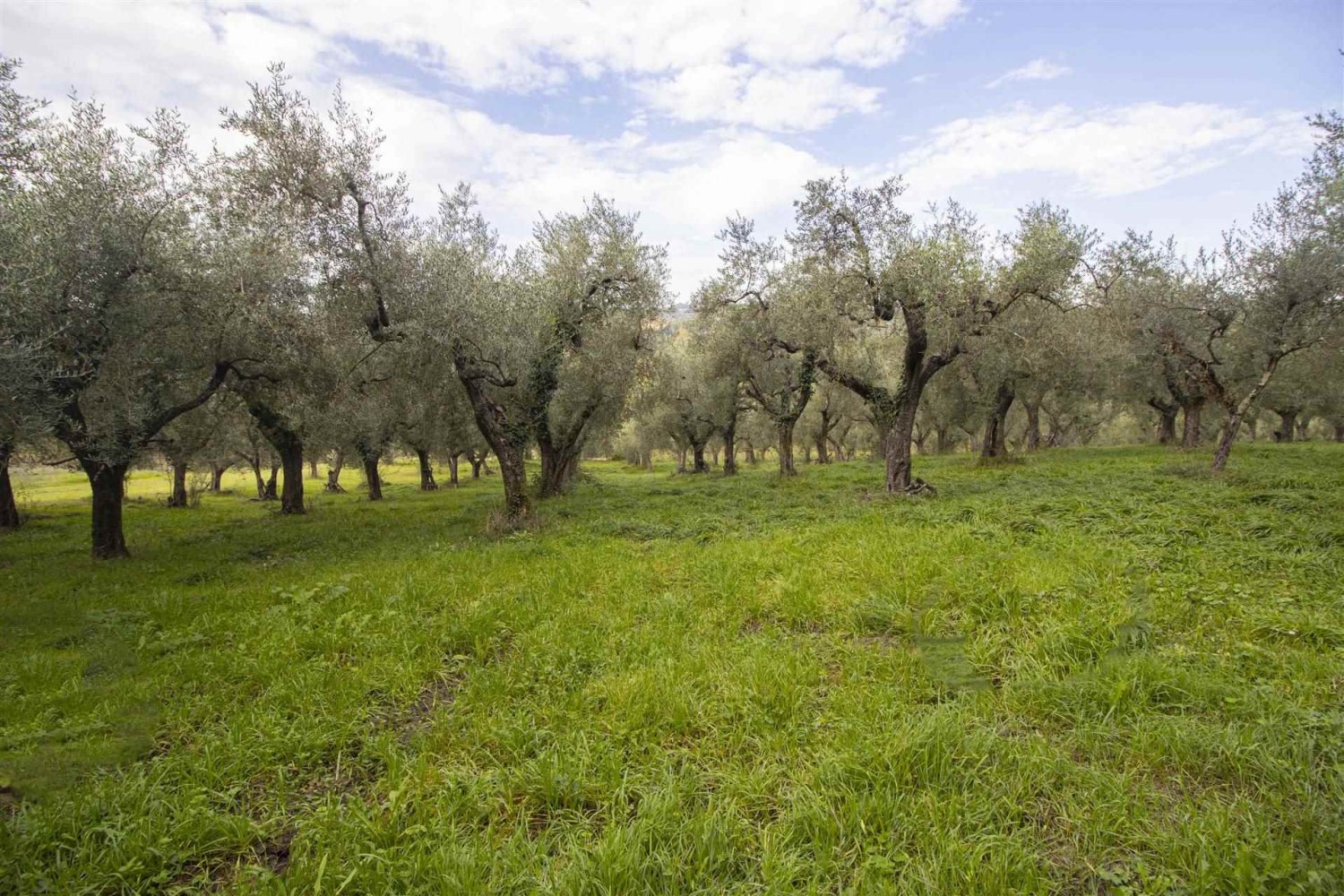 35500m² Land in Poggio Mirteto, Italy No. 204965