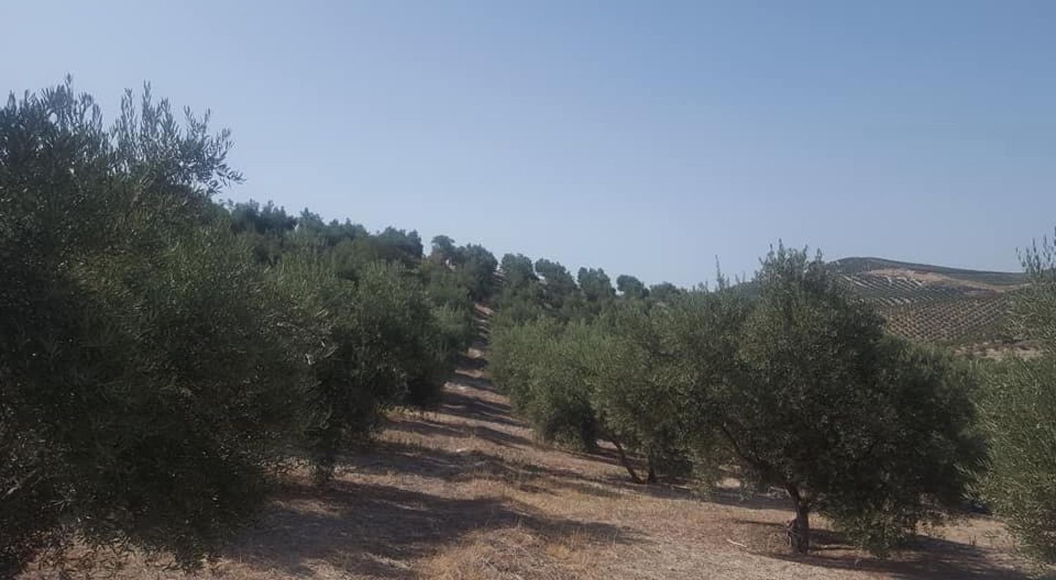 Terrain à Andalusia, Spain No. 154773