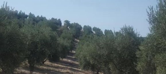 Terrain à Andalusia, Spain No. 154773 3