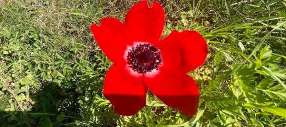 10-salle Villa à Luni, Italy No. 99183 7