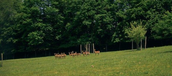 11-Zimmer Schlösser in Bad Loipersdorf, Austria, Nr. 146652 11