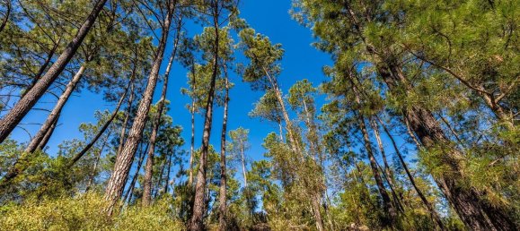 Terrain à Tomar, Portugal 1389m² No. 96191 6