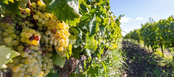 10 bedrooms House in Linguaglossa, Italy No. 163934 42