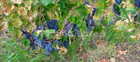 10 bedrooms House in Linguaglossa, Italy No. 163934 14