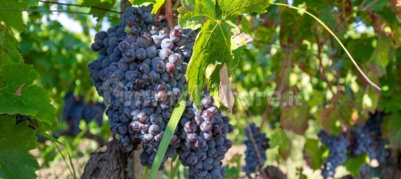 10 bedrooms House in Linguaglossa, Italy No. 163934 43