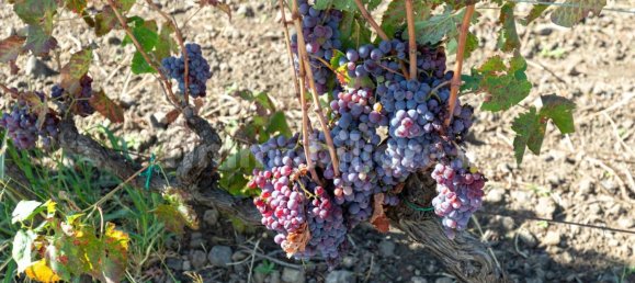 10 bedrooms House in Linguaglossa, Italy No. 163934 44