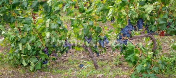 10 bedrooms House in Linguaglossa, Italy No. 163934 12