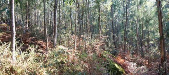 Land in Barcelos, Portugal No. 190496 9