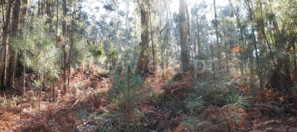 Land in Barcelos, Portugal No. 190496 5