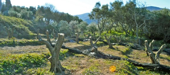 4160m² Hotel in Corfu, Greece No. 6483 8