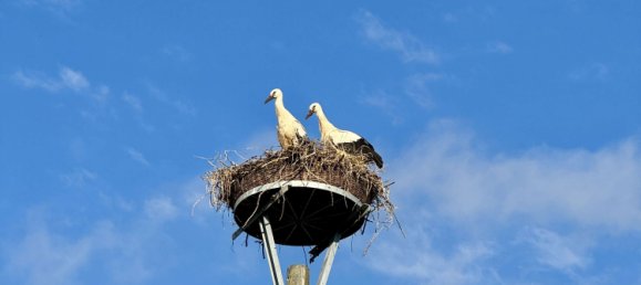 Terrain à Rostock, Germany No. 137975 6