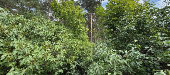 Terreno en Potsdam-Mittelmark, Germany No. 258760 10