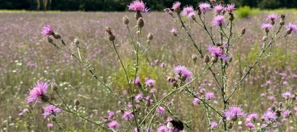 Terreno en Potsdam-Mittelmark, Germany No. 258760 11