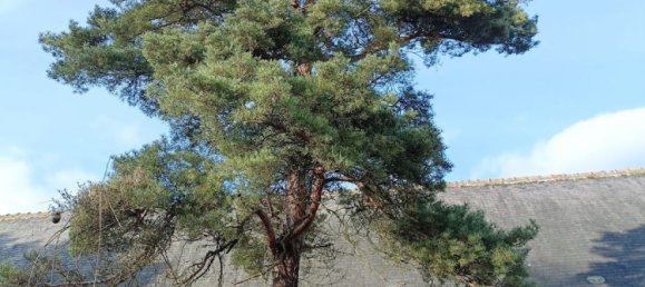 2-Zimmer Haus in Saint-Cyr-sur-Loire, France, Nr. 59978 5