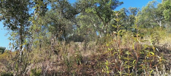 Grundstück in Salir, Portugal 9090m², Nr. 49509 3