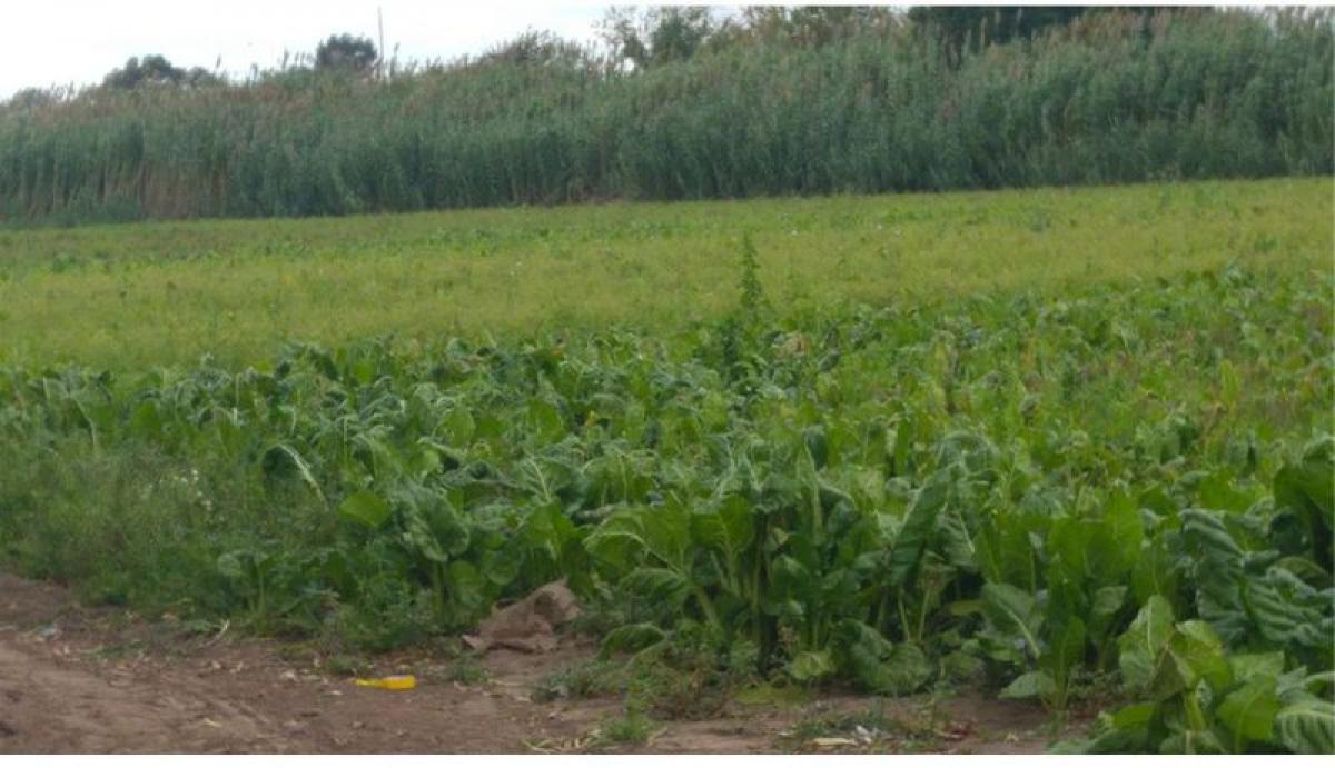  Land in Pilar, Argentina No. 46645