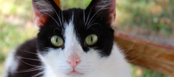 2 rooms House in Barberino di Mugello, Italy No. 251236 12