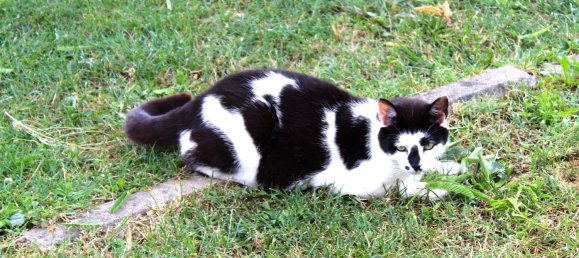 2 rooms House in Barberino di Mugello, Italy No. 251236 11