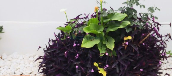 3 Schlafzimmer Villa in Nerja, Spain, Nr. 90167 29