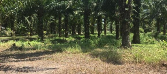 10148m² Commercial property in Khok Kloi, Thailand No. 8235 2