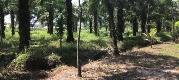 10148m² Commercial property in Khok Kloi, Thailand No. 8235 4