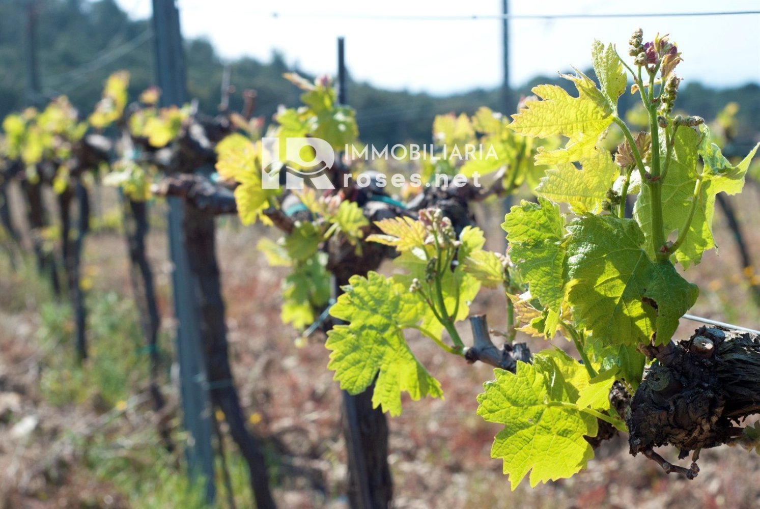 Grundstück in Garriguella, Spain 400m², Nr. 73550