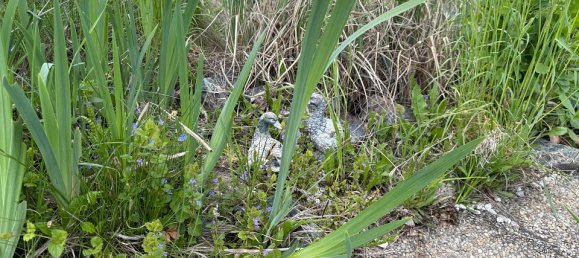 1 bedroom House in Gussing, Austria No. 127355 16