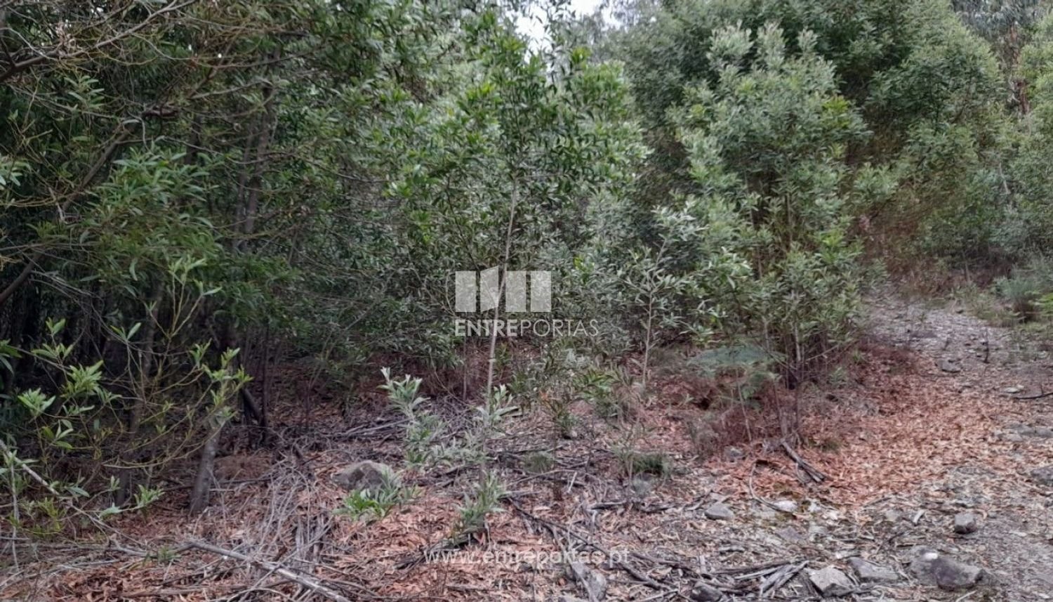 3200m² Land in Penafiel, Portugal No. 55025