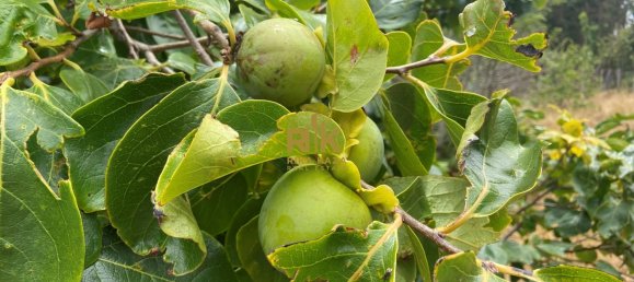  Land in Calheta, Portugal No. 111362 25