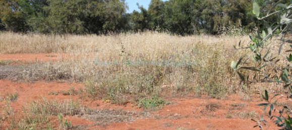  Villa in Avgorou, Cyprus No. 24089 5