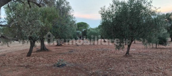 Terreno em Sava, Italy 8000 m² N.º 343626 3