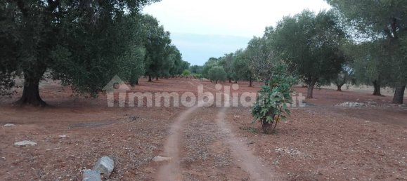 Terreno em Sava, Italy 8000 m² N.º 343626 4