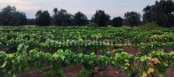 Terreno em Sava, Italy 8000 m² N.º 343626 5