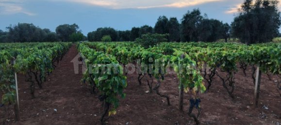 Terreno em Sava, Italy 8000 m² N.º 343626 6