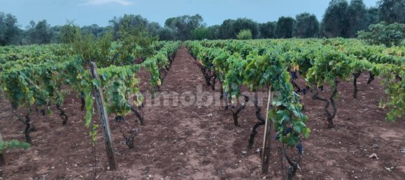 Terreno em Sava, Italy 8000 m² N.º 343626 7