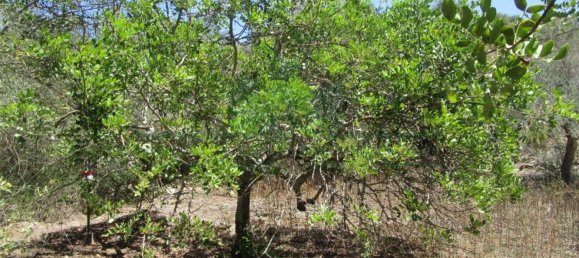 1560m² Land in Azinhal, Portugal No. 69744 16