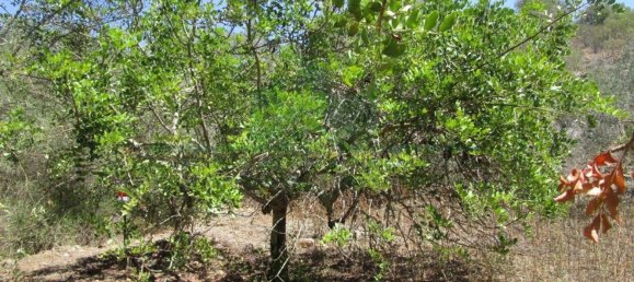 1560m² Land in Azinhal, Portugal No. 69744 15